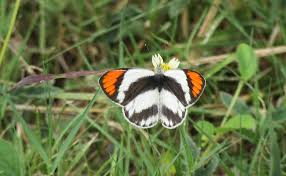 Image result for Tragia okanyua