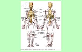 Check spelling or type a new query. Download Powerpoint Materi Sistem Rangka Manusia Belajar Biologi
