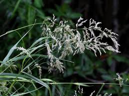 Image result for Neyraudia