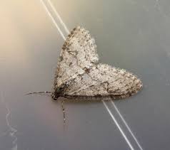 Image result for Trichopteryx