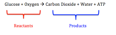 In general, aerobic respiration is the breakdown of food in the presence of oxygen producing carbon. What Is The Chemical Equation For Cellular Respiration Video Lesson Transcript Study Com