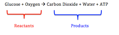 Oxygen and glucose are both reactants in the process of cellular respiration. What Is The Chemical Equation For Cellular Respiration Video Lesson Transcript Study Com