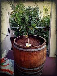 With the warmer weather, some herbs that were flourishing may start to show signs of stress. New Lemon Tree Wine Barrel Wine Barrel Garden Wine Barrel Lemon Tree