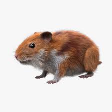 Hamster Fur 3d Model Hamster 3d Model Character Modeling