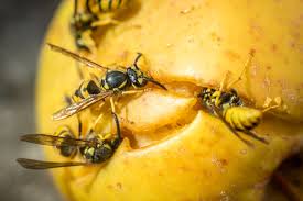 Does it work on other pests? Blog Archives Indigo Wasp Nest Removal