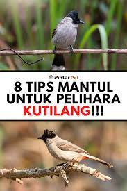 Cara Merawat Burung Kutilang Agar Gacor Dan Ngekek Panjang Burung Pengikut Makanan Burung