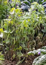 Image result for Rotheca wildii