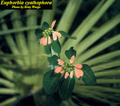 Image result for Euphorbia heterophylla