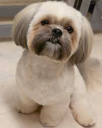 Use a pair of clippers to trim the hair on its head, sides of its face and ears. Shih Tzu Photos Grooming Styles Cheap Buy Online