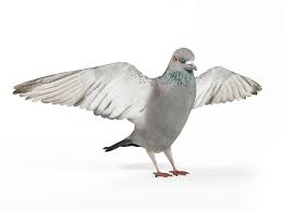 White Bird 3d Model White Bird Bird 3d Model