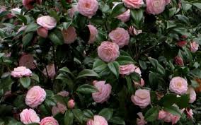 Pin On Garden