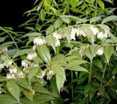 Image result for Agarista