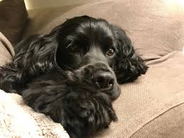 Excellent Spaniel Puppies Detail Is Available On Our Website Check It Out And You Wont Be Sorry You Cocker Spaniel Dog Spaniel Puppies Black Cocker Spaniel