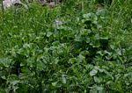 Image result for Laurembergia repens