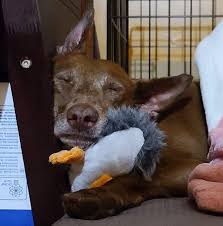 My Dog Reminds Me What Really Matters.