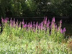 Image result for Lythraceae