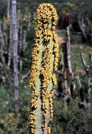 Image result for Synadenium cupulare