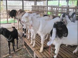Boleh juga guna baja jenis semburan/cecair seperti chitosan, fastgrow, baja tabur seperti pallet tahi ayam, kambing. Cara Membuat Pupuk Organik Dari Air Kencing Kambing Yang Belum Diketahui Ilmubudidaya Com