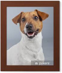 Karsi Izole Kahverengi Lekeler Beyaz Jack Russell Terrier Kopek Cerceveli Poster Pixers Haydi Dunyanizi Degistirelim