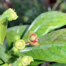 Image result for Synadenium cupulare