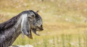 Can goat have aspirin for pain. Shami Goats Breed Overview And History