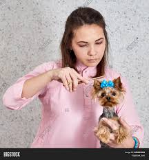 Trim fur away from where your dog goes to the bathroom to make sure feces. Cutting Dog S Hair Image Photo Free Trial Bigstock
