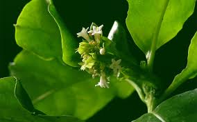 Ipecacuanha roots are collected, chiefly by the indians, during the months of january and february, when the plant is in flower and are the drug is known in commerce as brazilian or rio ipecacuanha. Medicinal Use Of Ipecac Cephaelis Ipecacuanha Rubiaceae Herbs And Remedies