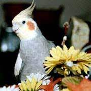 There are certain factors that can help — or hinder — your christmas cactus's potential. Safe And Toxic Plants For Pet Birds List Poisonous And Toxic Plants For Pet Birds Safe Herbs For Pet Birds Safe Flowers For Pet Birds Safe Garden Plants For Pet Birds Safe