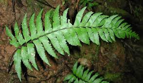 Image result for Asplenium inaequilaterale