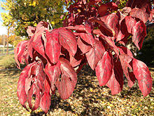 The first record of a pink flowering dogwood in the wild was by mark catesby of virginia in 1731. Cornus Florida Wikipedia