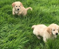 A purebred golden retriever puppy from a reputable breeder in the usa may cost you between $1,500 and $2,500. Ready Now 2 Quality Kc Reg Golden Retriever Puppies Flake Ads Free Ads United Kingdom