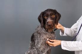 Maybe you would like to learn more about one of these? Vet Clinic Hart For Animals