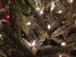 When Is Harford County Christmas Tree Pickup 2022 How To Dispose Of Your Christmas Tree In Aberdeen | Aberdeen, Md Patch