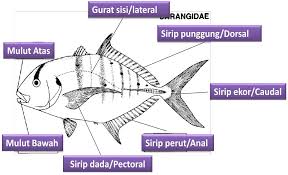 Kedua, jurnal online adalah jurnal yang proses. Jenis Dan Tipe Bentuk Tubuh Ikan Alam Ikan