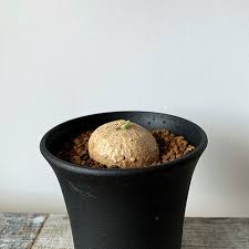 Image result for Trochomeria polymorpha