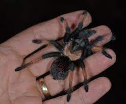 Pin On Tarantulas