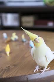 Pet Birds That Don T Fly Away 