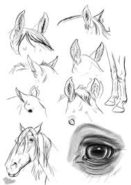 Pin By Grace Lukkes On Full Sail Finals Horse Drawings Horse Art Drawing Horse Sketch