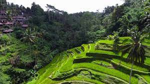 Tempat Wisata Tegalalang Sawah Terasering Ubud Bali Bali Getaway Indonesia