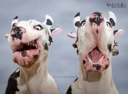 My Dog Might Have Mad Cow Disease Funny