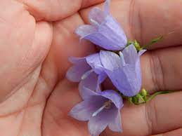 Pflege und vermehrung der glockenblume. Ist Die Glockenblume Giftig Risiken Und Massnahmen