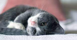 Cat Age Chart Cat Years To Human Years Pumpkin Pet Care