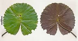 Image result for Nymphaea heudelotii