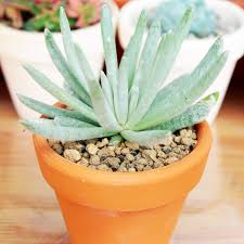 Image result for Senecio letouzeyanus