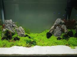 Iwagumi Style Aquascaping With Mini Dwarf Carpet Seed The First Week