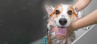 Ensure that your pet receives the highest standards in grooming. Home Heather S Mobile Pet Salon