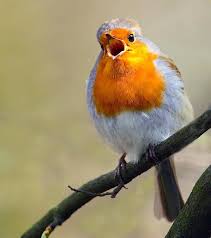 So Locken Sie Vogel In Ihren Garten Vogel Im Garten Vogelbad Garten Garten