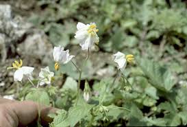 Image result for Solanum richardii