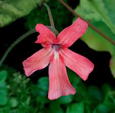 Image result for Launaea rogersii