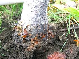 Tree borers are a group of insects that lay their eggs on or inside of trees, where the young larvae eat their way through living tissues. Pests Bc Tree Fruit Production Guide